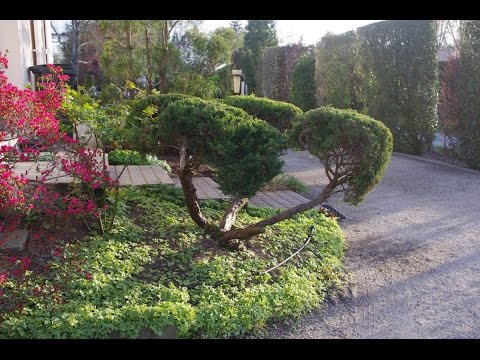 Vidéo: Forsythia Intermédiaire (33 Photos) : Description Des Arbustes 