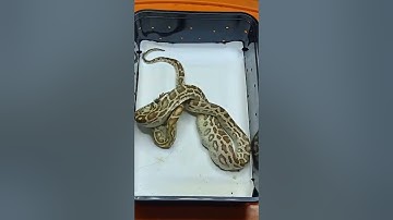 Burmese python eating quail chick (viewer discretion)