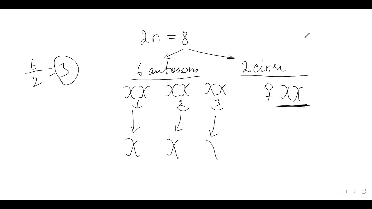 cinsiyyətin genetikası oktyabr qrupu dərs izahı