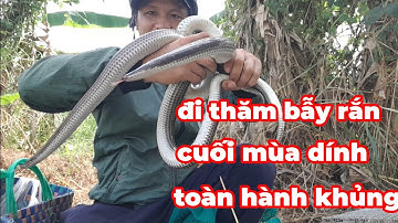 bẫy rắn cuối mùa dính toàn hành khủng...(Quan Gò Công)...