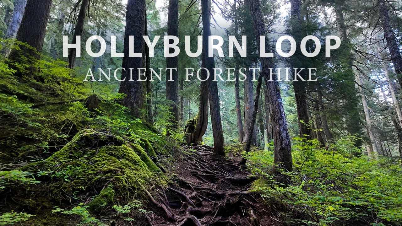 A Quiet Escape Into an Ancient Forest: Hollyburn Loop, Cypress Mountain BC
