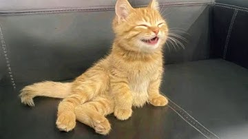 Cats Are The CUTEST in the World 🤣 Funny Cat Videos 2025