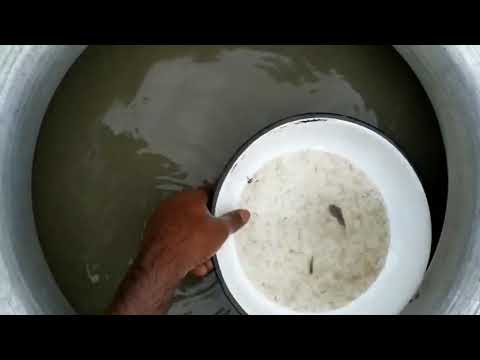 Fish eggs before hatch মাছের রেনু - YouTube