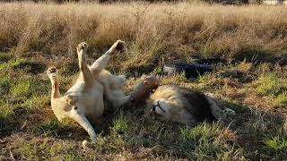 Just Lion Around :) Scent Enrichment for Acinonyx and Napoleon 