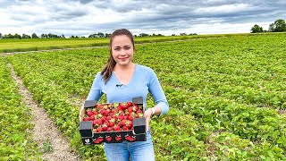 Strawberry Harvest 2022: Picking Strawberries!!!!!!!