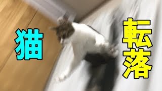 カーテンレールから猫が転落 Youtube カーテンレールから猫が転落 Youtube