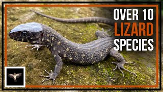 Looking for 10+ Lizard Species Found in Panama
