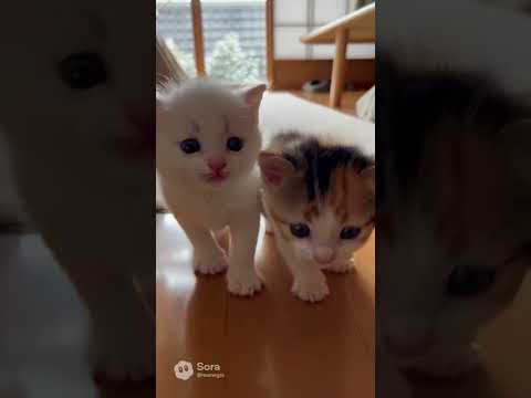 徐々に近づいてくる子猫2匹/Double Kitten Close-Up #kitten #子ネコ #kittenshorts