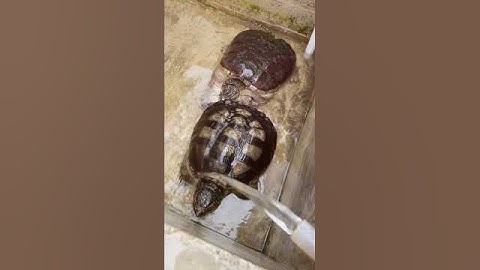 Double the turtles, double the love! Witnessing the snapping turtles