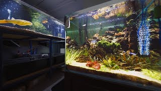 Reviewing Aquarium Co-Ops 93 Gallon Cube
With so much remodeling going on at Aquarium Co-Op and with my move being so close, I take a final look at some of the stores show tanks. This is part 2 of the series.
Instagram : JimmyGimbal
My Store : https://www.SwhiskeyShots.com
My Main Camera : https://amzn.to/2OtcHko
Paid & Licensed Music By :
EpidemicSound.com Reviewing Aquarium Co-Ops 93 Gallon Cube