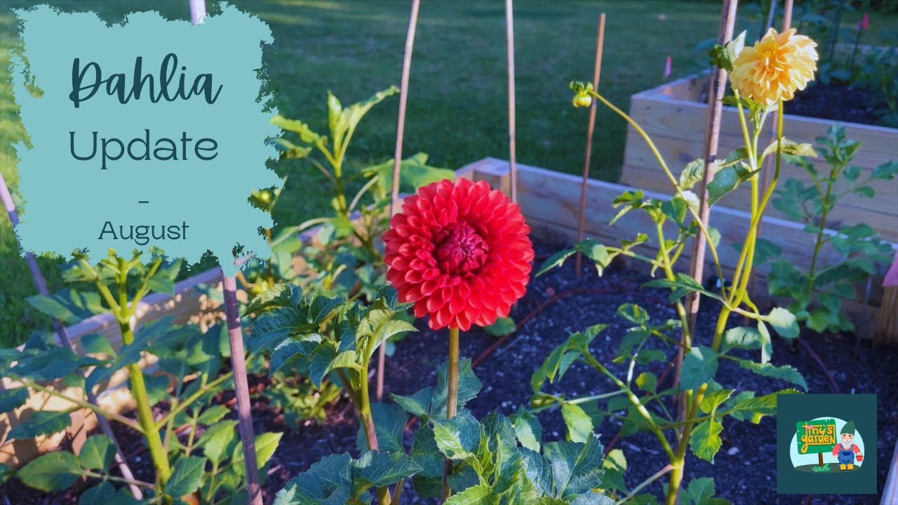 Dahlia Update Early August! My First Bud! Containers vs. Raised Beds