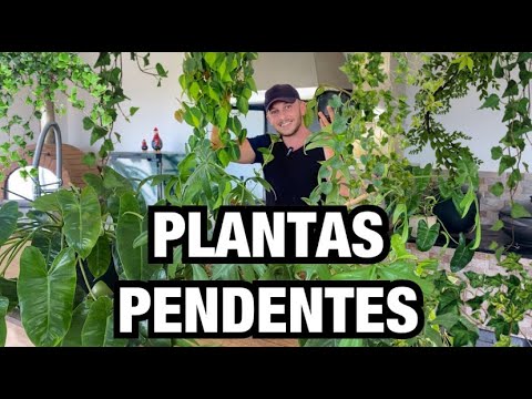 PLANTAS PENDENTES para DENTRO DE CASA | Henrique Buttler
