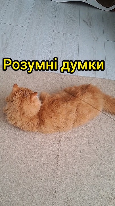 Розумні думки #котики - YouTube