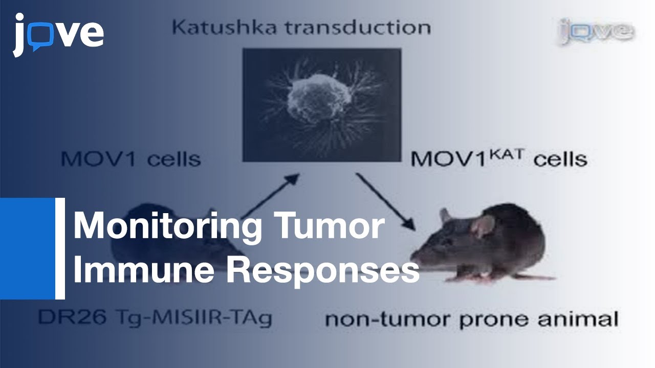 Orthotopic Model Serous Ovarian Mice Tumor