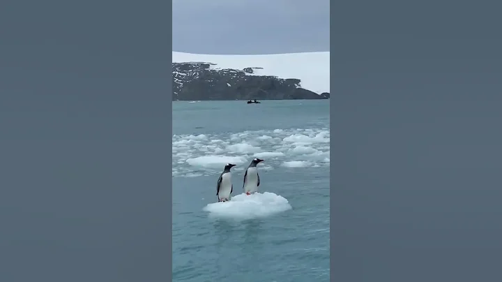 penguin floting on ice in antartica 💖 Travel and events 💖✌️☺️#shorts