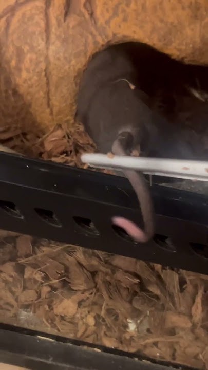 ball python hunting for food - YouTube