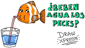 ¿Los peces beben agua?