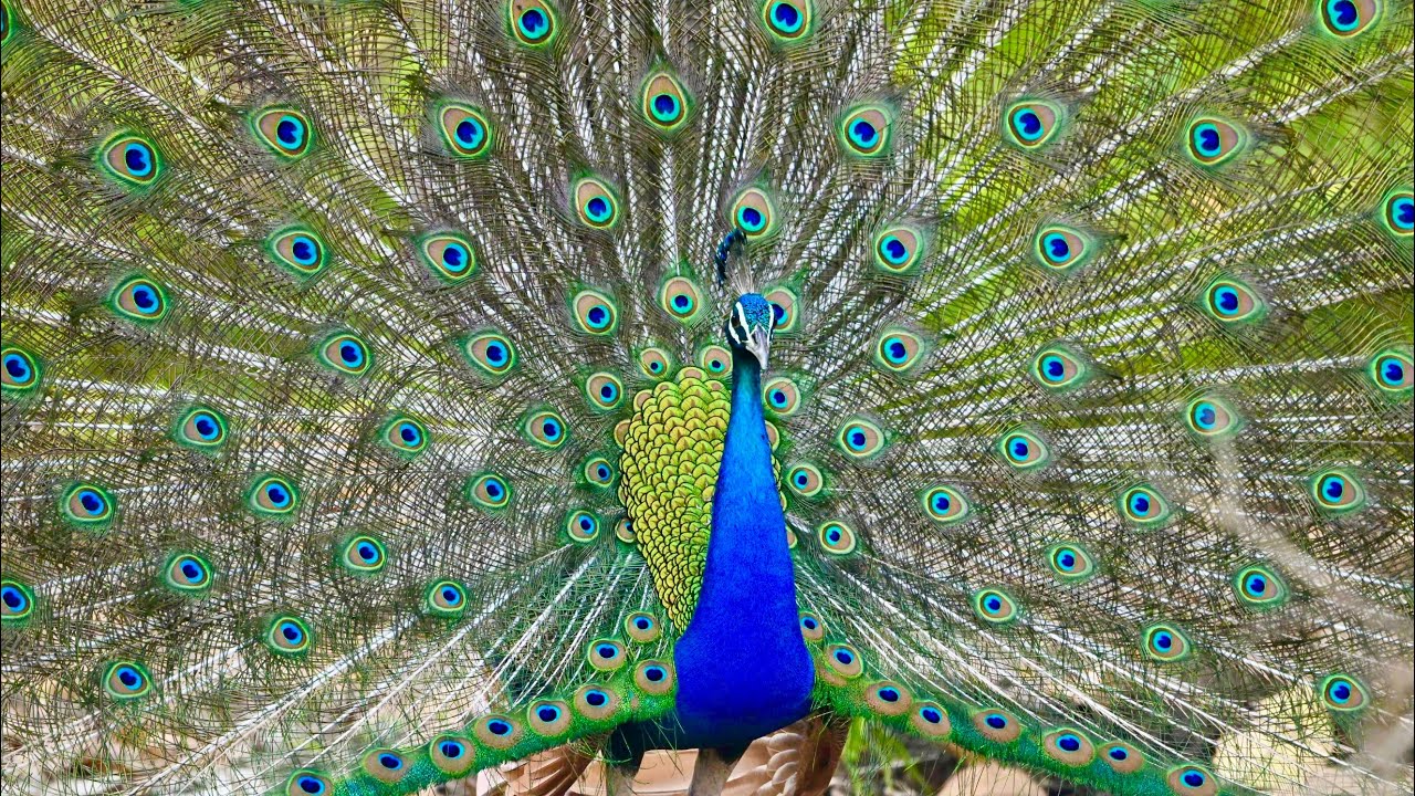 Peacock Dance | Indian Peafowl | National Bird | 4K HDR