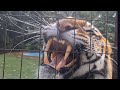 Best Roar from a tiger after swimming!