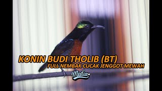 Konin Bt Nembak Cucak Jenggot Mewah