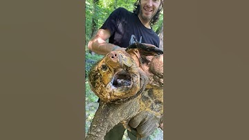 MASSIVE Alligator Snapping turtle, HUGE HEAD! 🤯🐢 #alligatorsnappingturtle #wildlife