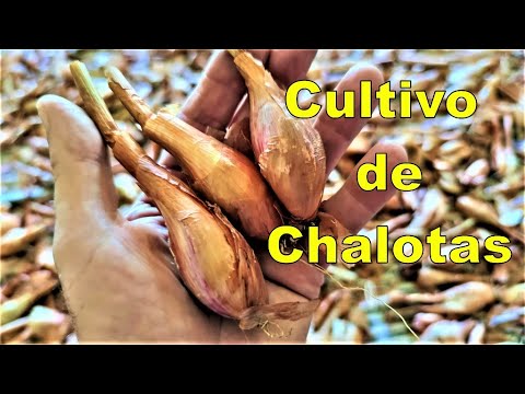 Video: Cultivo de chalotes: a qué profundidad se plantan los chalotes