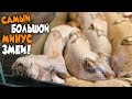 САМЫЙ БОЛЬШОЙ МИНУС ЗМЕИ❗🐍