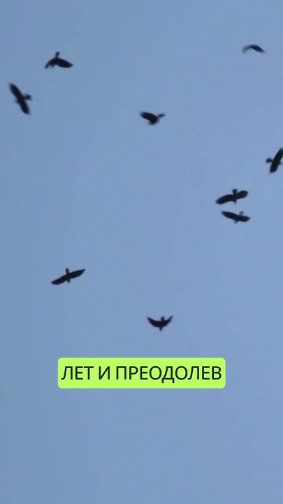 Это точно самые умные птицы #интересно #животные #факты #фактыоптицах # ...