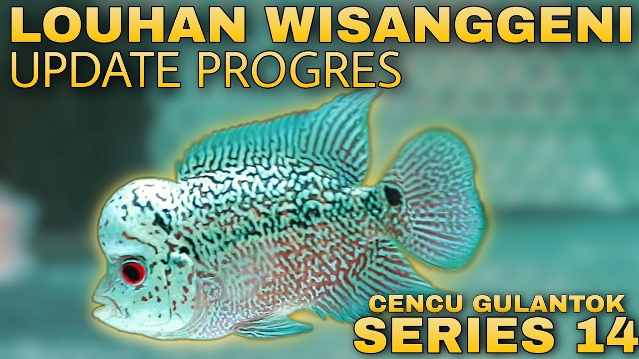 Update Progres LOUHAN WISANGGENI Si Louhan Cencu Gulantok Series 14