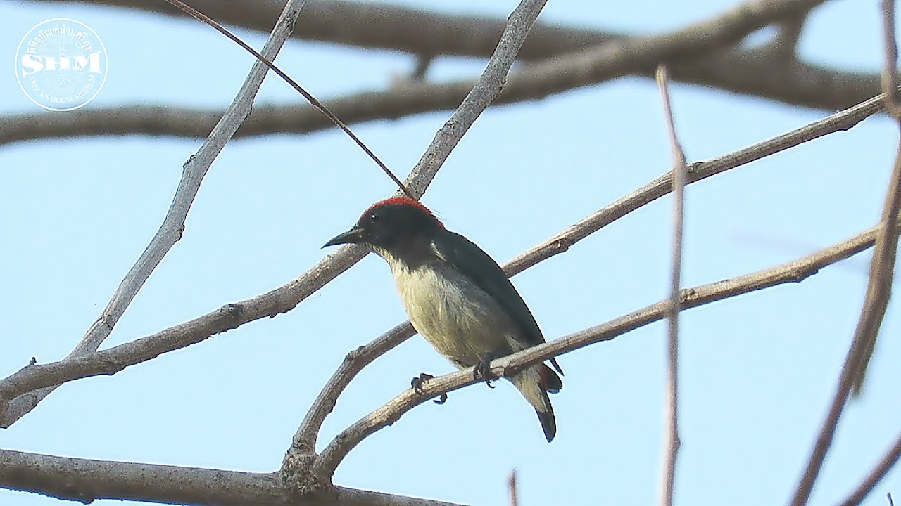 นกสีชมพูสวน (Scarlet-backed Flowerpecker) Dicaeum cruentatum(Linnaeus