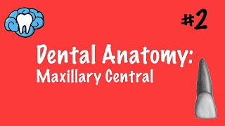 Dental Anatomy | Maxillary Central Incisor | INBDE