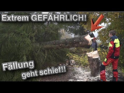 🌲Riesige Fichte mit Humboldt Fallkerb und Husqvarna 572 XP #wildaufwald