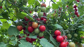 Всего две капли в августе ускорят созревание томатов!