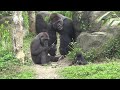 迪亞哥趁靠近Tayari假裝看孩子,偷撿Tayari沒吃乾淨的食物|Gorilla|台北市立動物園