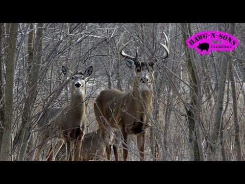 Big Whitetail Bucks ONLY on HawgNSonsTV!