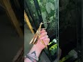 الجراد العملاق Giant Locust 