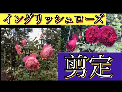 イングリッシュローズ 鉢植えバラ シュラブ剪定 Youtube