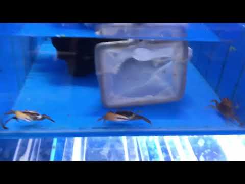 Mbu Puffer VS. Fiddler Crab!!  LIVE food feeding