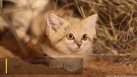Sand Cat Kittens Filmed in the Wild for First Time