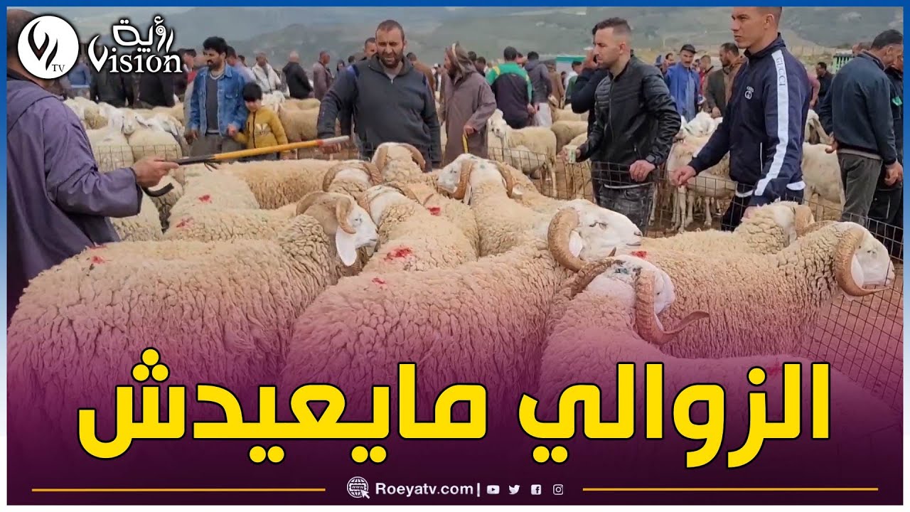 السوق الأسبوعي للمواشي بـ #سوق_أهراس.. الأسعار مرتفعة وغياب المشتري