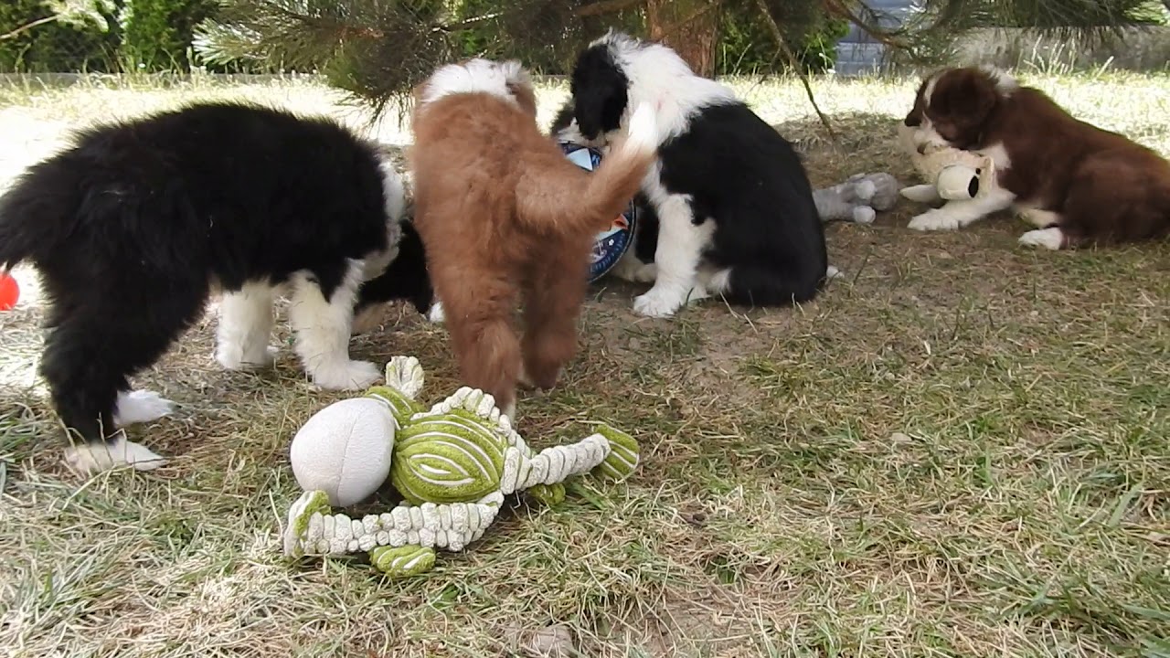bearded collie puppies 8 weeks old from Buhlbino kennel (fci) - YouTube