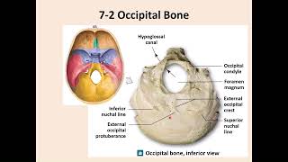 Occipital, Palatine, Inf Nasal Concha, & Hyoid Bones