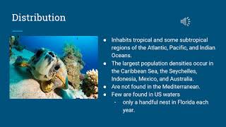 Save the Hawksbill Turtle
