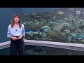 Gaza | La ONU califica de “colapso sistémico” la situación sanitaria | RTVE Noticias