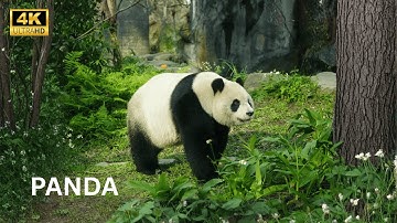 The Life of Pandas | Nature’s Gentle Giants (4K Ultra HD)