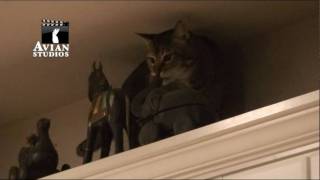 Macqui the foraging cat.wmv