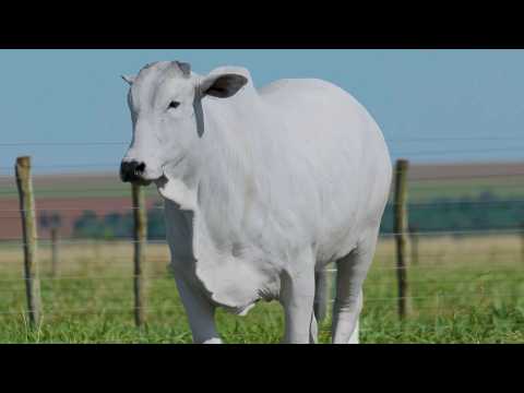 LOTE 17 - CSCF 8631