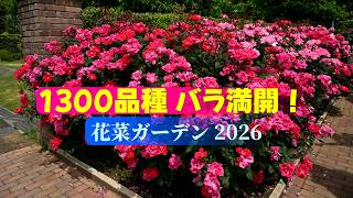 4K】「1300品種のバラ満開！」＠花菜ガーデン2026 - YouTube