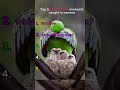 Ranking Animal Moments