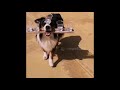 Dog Balances Five Glasses of Water while Walking